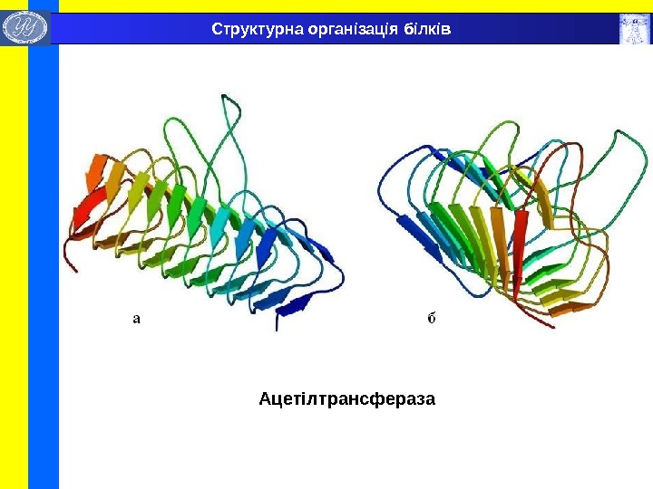  Ацетілтрансфераза Структурна організація білків 