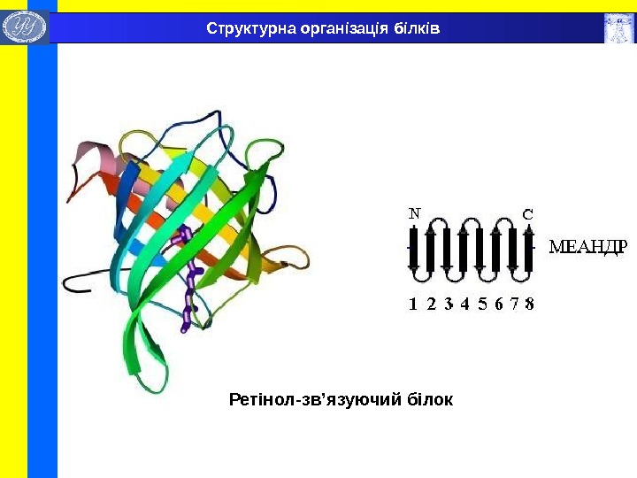  Ретінол-зв ’ язуючий білок  Структурна організація білків 