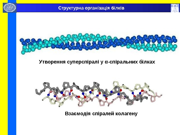  Утворення суперспіралі у α -спіральних білках Взаємодія спіралей колагену Структурна організація білків 