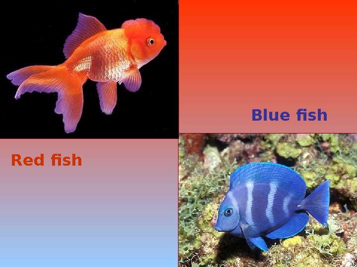   Red fish Blue fish 