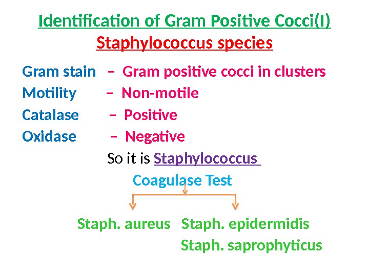 Identification of Gram Positive Cocci(I) Staphylococcus species Gram stain  – Gram positive cocci in clusters