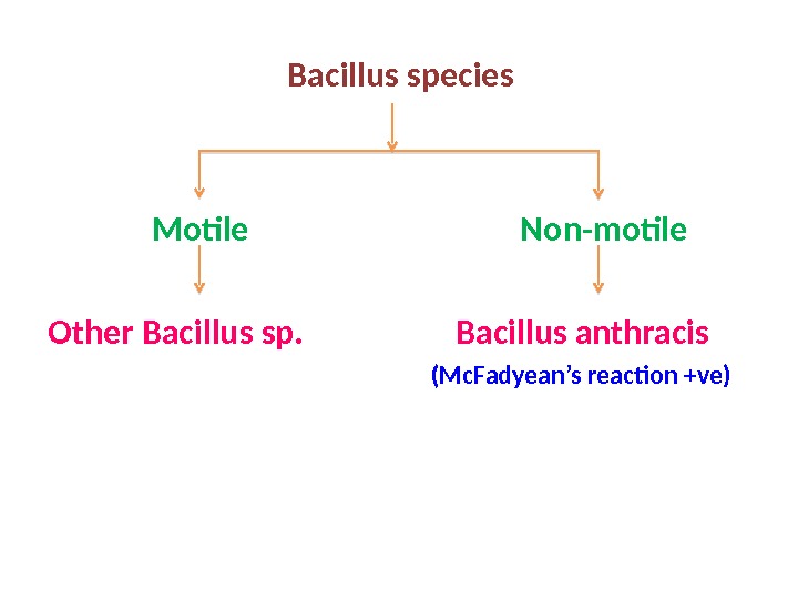       Bacillus species    Motile    