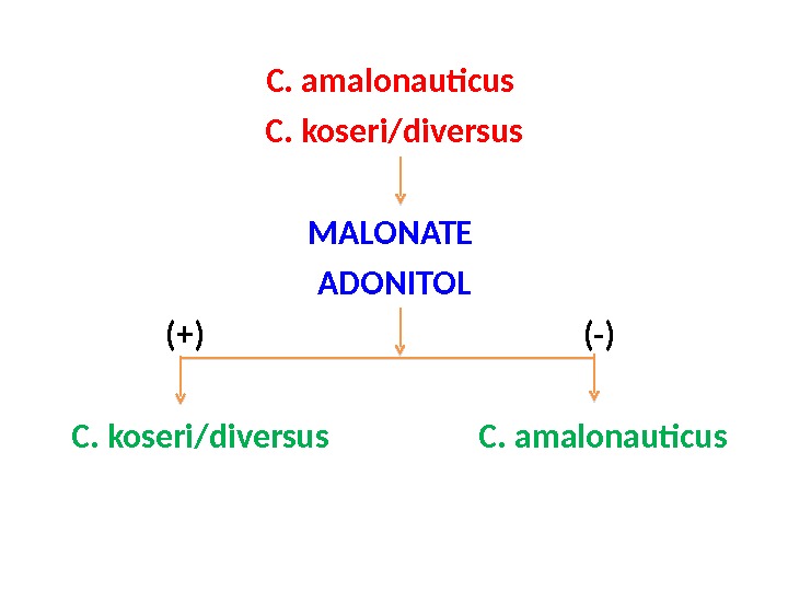 C. amalonauticus C. koseri/diversus MALONATE ADONITOL   (+)    (-) C. koseri/diversus 