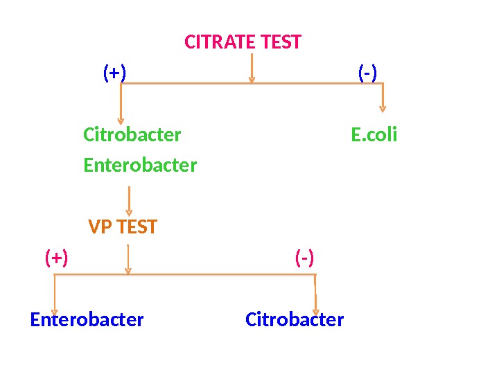        CITRATE TEST   (+)    (-)