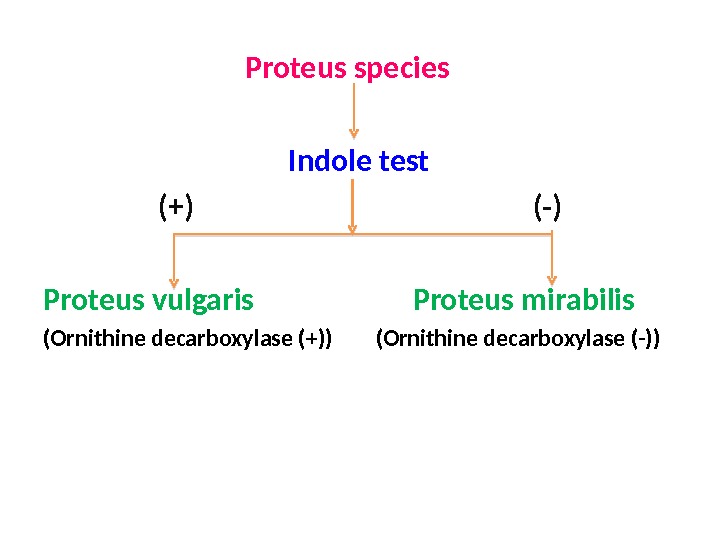     Proteus species       Indole test 