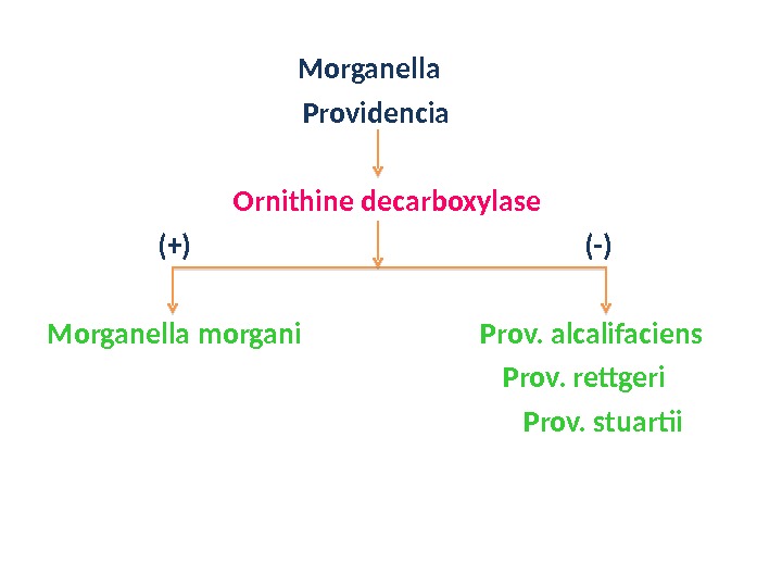       Morganella    Providencia    