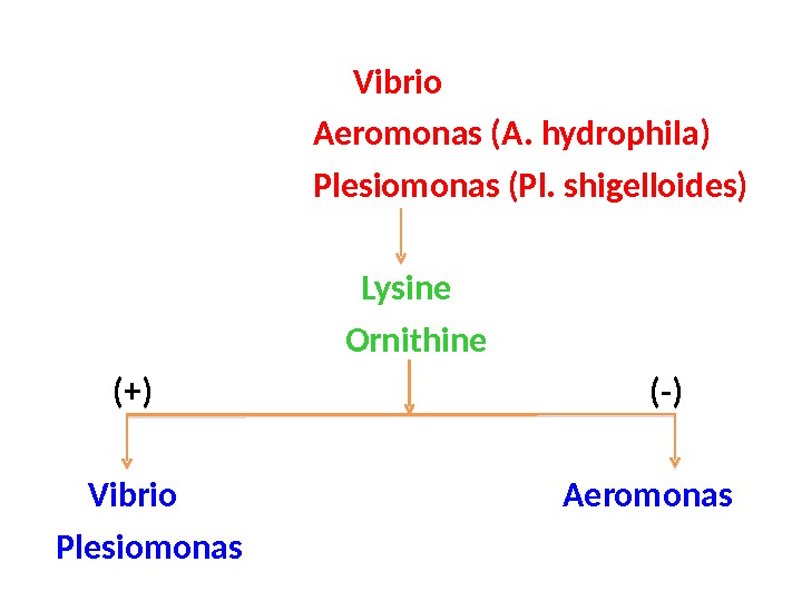     Vibrio      Aeromonas (A. hydrophila)   