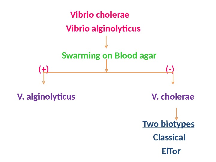      Vibrio cholerae     Vibrio alginolyticus   
