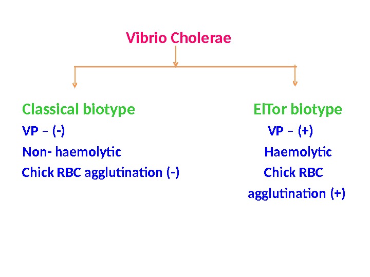      Vibrio Cholerae Classical biotype      El. Tor