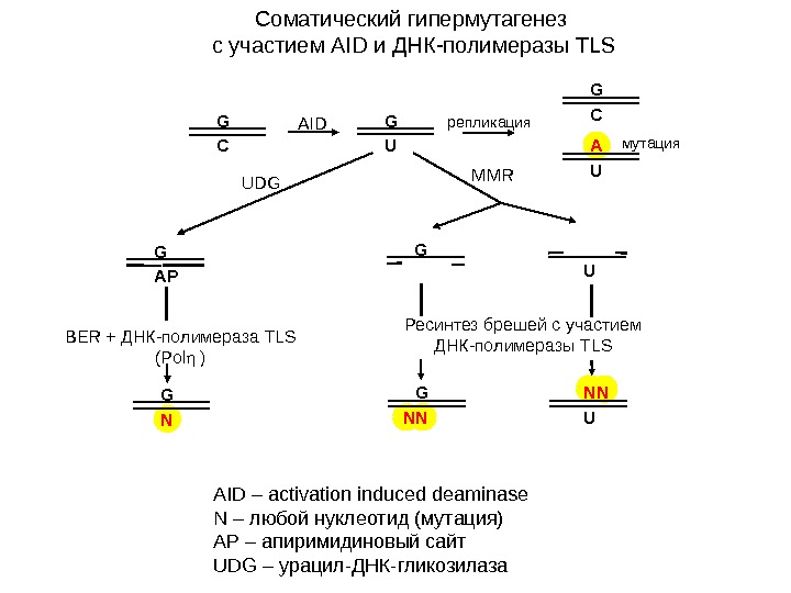   Соматический гипермутагенез  с участием AID и ДНК-полимеразы TLS AID – activation induced deaminase