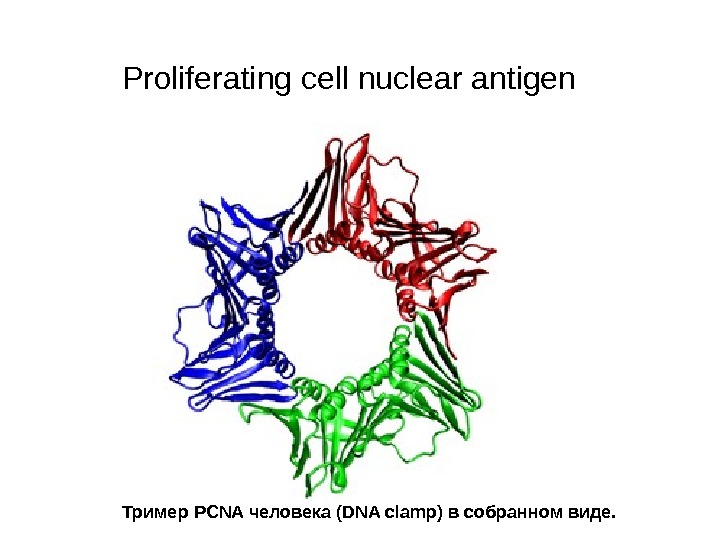   Proliferating cell nuclear antigen  Тример PCNA человека ( DNA clamp) в собранном виде.