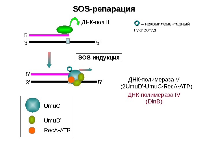   SOS- репарация 3’ 5’ 5’ОО SOS- индукция ОО  – – некомплементарный  нуклеотид