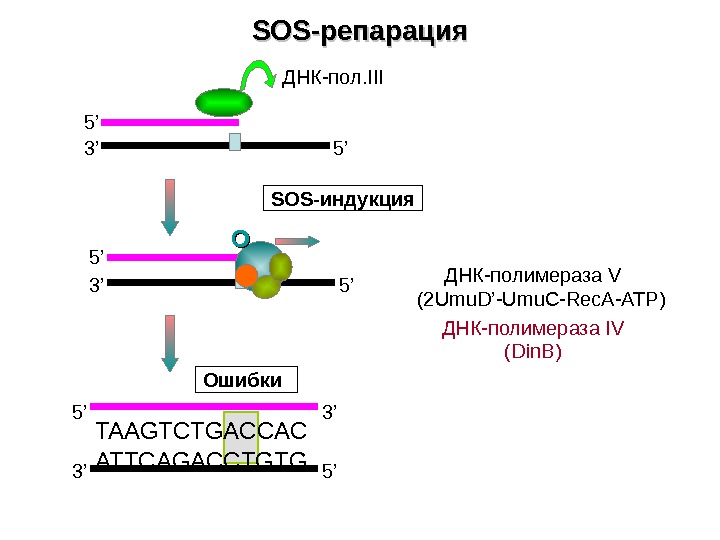   SOS- репарация 3’ 5’ 5’ 5’ 3’ 3’ 5’TAAGTCTGACCAC ATTCAGACCTGTG Ошибки ОО SOS- индукция