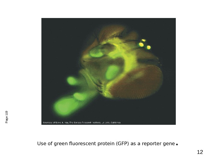 12 Use of green fluorescent protein (GFP) as a reporter gene. Page 119 