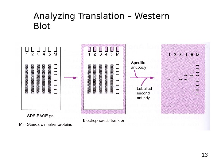 13 Analyzing Translation – Western Blot 