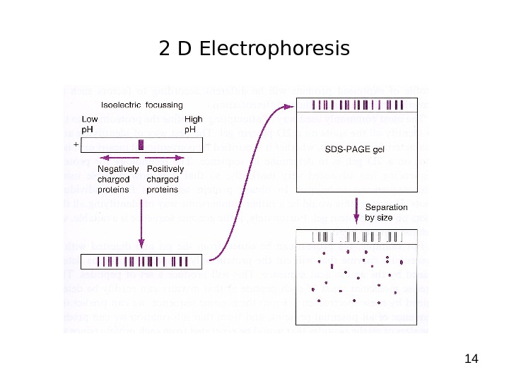 142 D Electrophoresis 