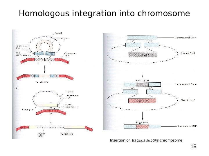 18 Homologous integration into chromosome Insertion on Bacillus subtilis chromosome 