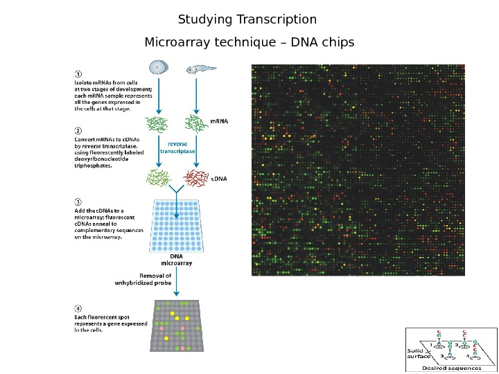3 Studying Transcription Microarray technique – DNA chips 