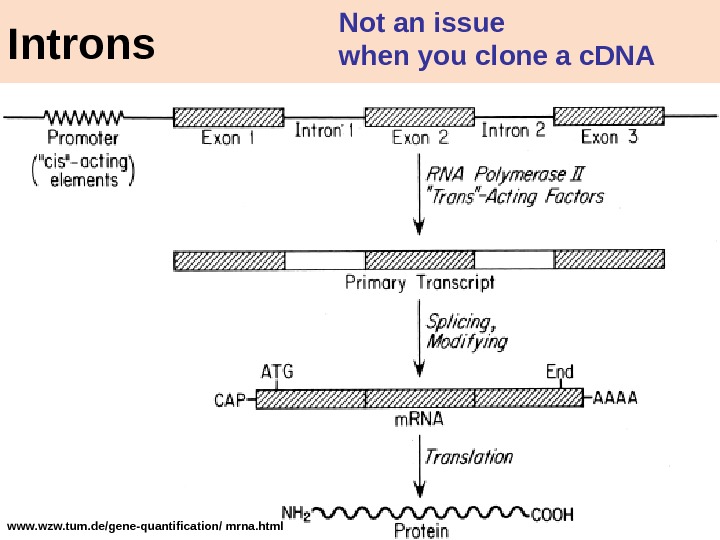 21 www. wzw. tum. de/gene-quantification/ mrna. html Introns Not an issue when you clone a c.