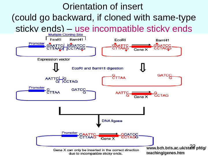 22 Orientation of insert (could go backward, if cloned with same-type sticky ends) – use incompatible
