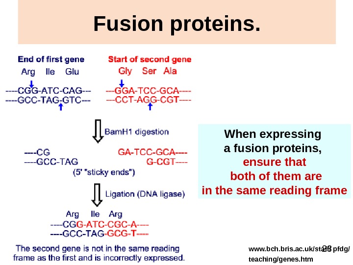 23 Fusion proteins. When expressing a fusion proteins,  ensure that  both of them are