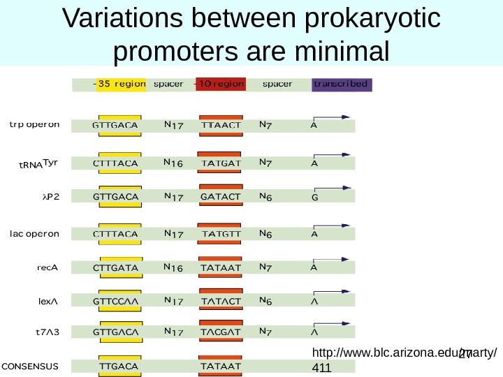 27 Variations between prokaryotic promoters are minimal http: //www. blc. arizona. edu/marty/ 411 