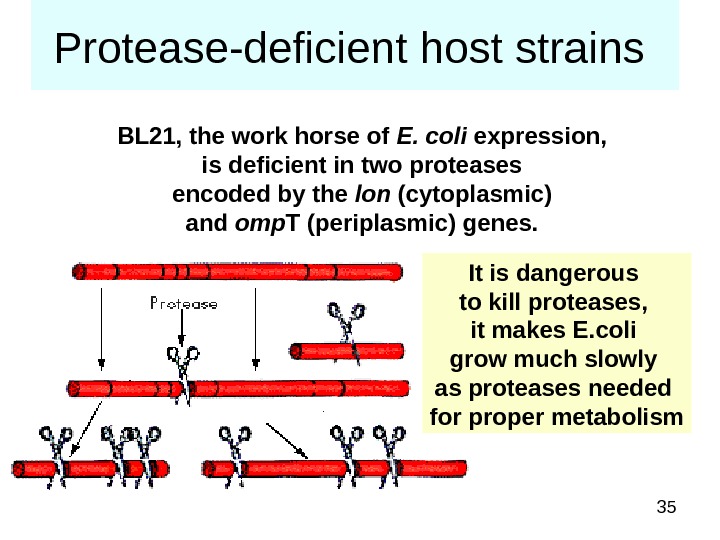 35 Protease-deficient host strains BL 21, the work horse of E. coli expression,  is deficient