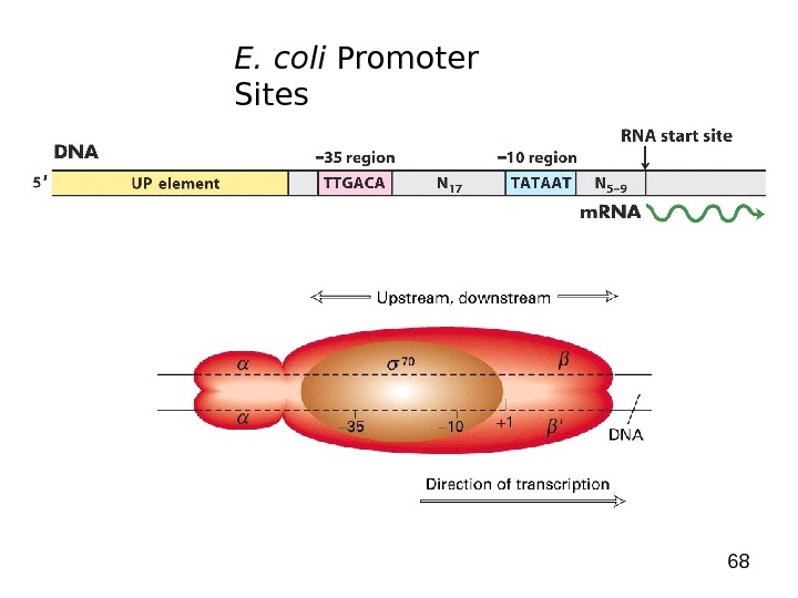 68 E. coli Promoter Sites 
