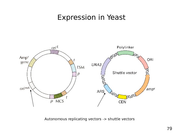 79 Expression in Yeast Autonomous replicating vectors - shuttle vectors 