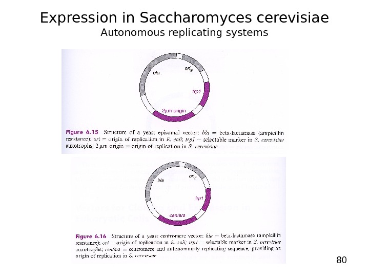 80 Expression in Saccharomyces cerevisiae Autonomous replicating systems 
