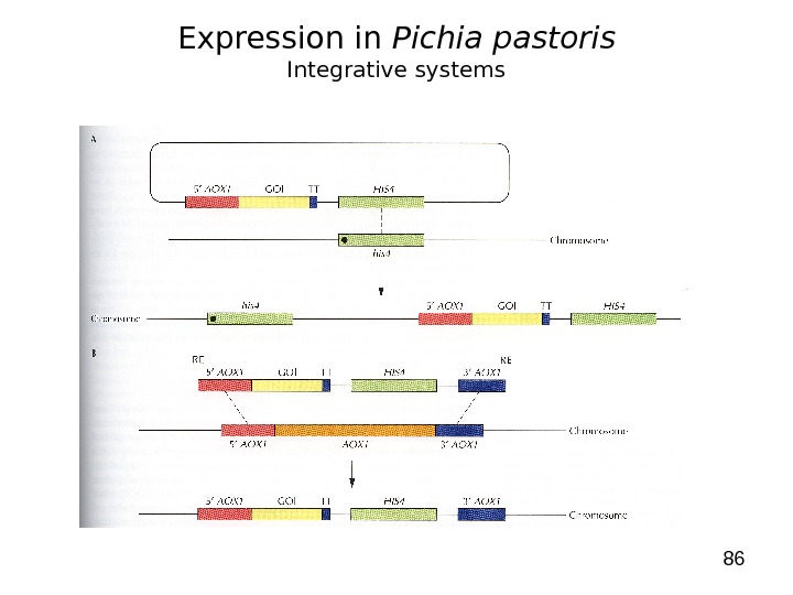 86 Expression in Pichia pastoris Integrative systems 