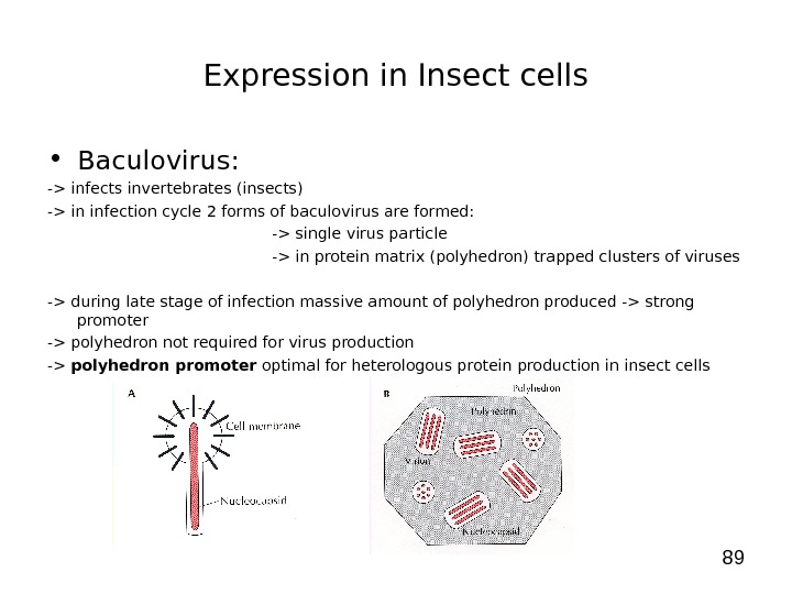 89 Expression in Insect cells • Baculovirus: - infects invertebrates (insects) - in infection cycle 2