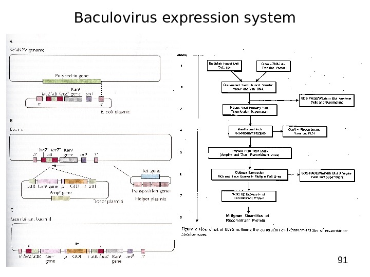 91 Baculovirus expression system 
