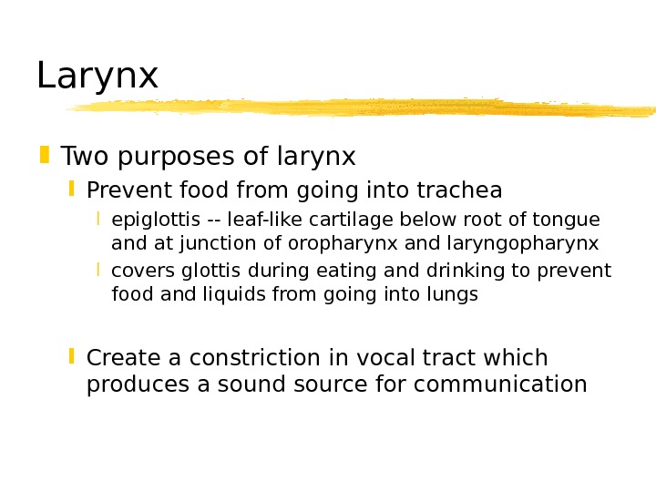   Larynx Two purposes of larynx Prevent food from going into trachea epiglottis -- leaf-like