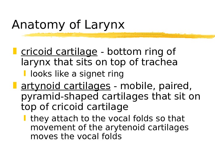   Anatomy of Larynx cricoid cartilage - bottom ring of larynx that sits on top