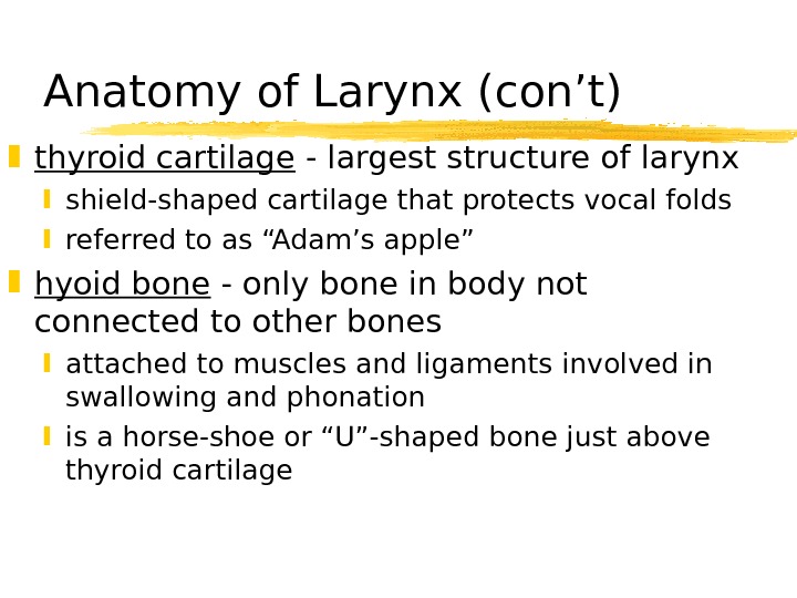   Anatomy of Larynx (con’t) thyroid cartilage - largest structure of larynx shield-shaped cartilage that