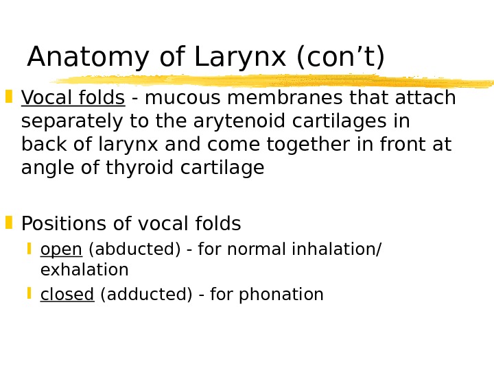   Anatomy of Larynx (con’t) Vocal folds - mucous membranes that attach separately to the