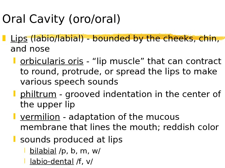   Oral Cavity (oro/oral) Lips (labio/labial) - bounded by the cheeks, chin,  and nose
