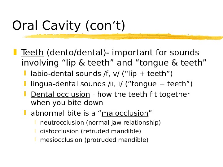   Oral Cavity (con’t) Teeth (dento/dental)- important for sounds involving “lip & teeth” and “tongue