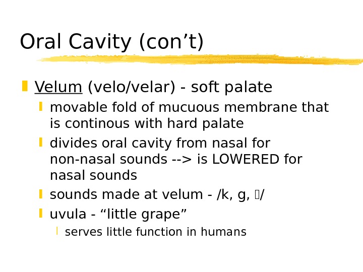   Oral Cavity (con’t) Velum (velo/velar) - soft palate movable fold of mucuous membrane that