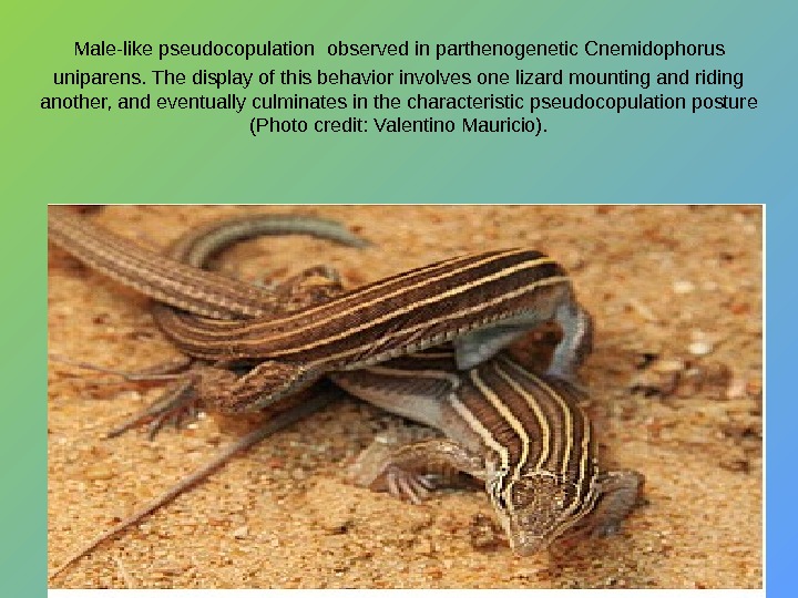 Male-like pseudocopulation  observed in parthenogenetic Cnemidophorus uniparens. The display of this behavior involves one lizard