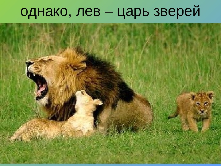 однако, лев – царь зверей 