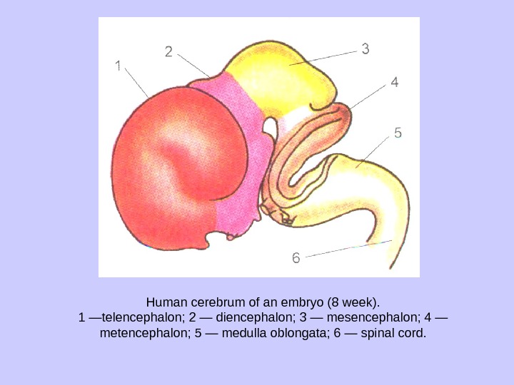 Human cerebrum of an embryo (8 week). 1 —telencephalon; 2 — diencephalon; 3 — mesencephalon; 4