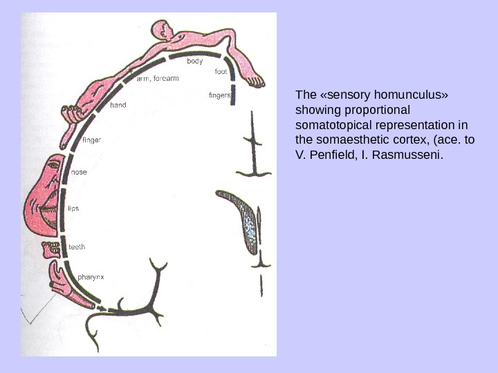 The «sensory homunculus»  showing proportional somatotopical representation in the somaesthetic cortex, (ace. to V. Penfield,