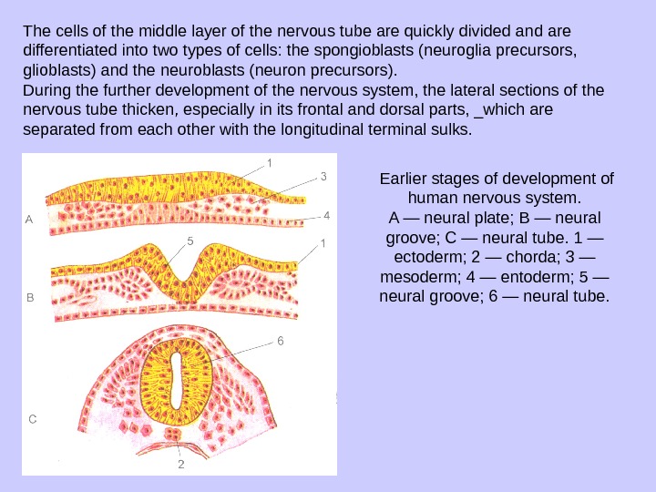 The cells of the middle layer of the nervous tube are quickly divided and are differentiated