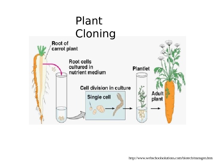   http: //www. webschoolsolutions. com/biotech/transgen. htm. Plant Cloning 