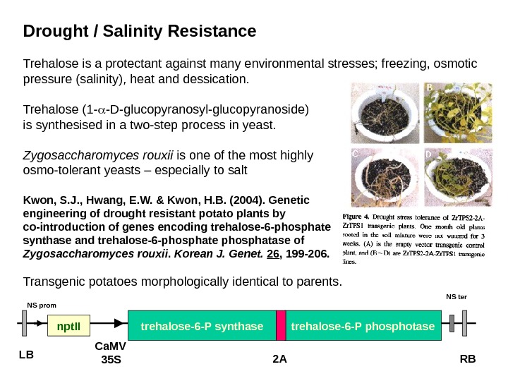   Drought / Salinity Resistance Trehalose is a protectant against many environmental stresses; freezing, osmotic