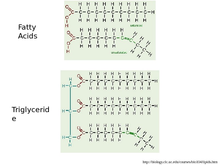   http: //biology. clc. uc. edu/courses/bio 104/lipids. htm. Fatty Acids Triglycerid e 