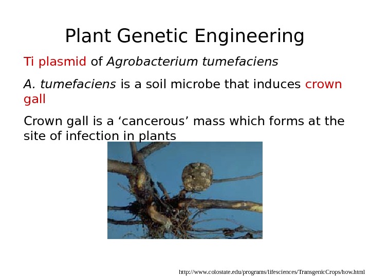   http: //www. colostate. edu/programs/lifesciences/Transgenic. Crops/how. html. Plant Genetic Engineering Ti plasmid of Agrobacterium tumefaciens