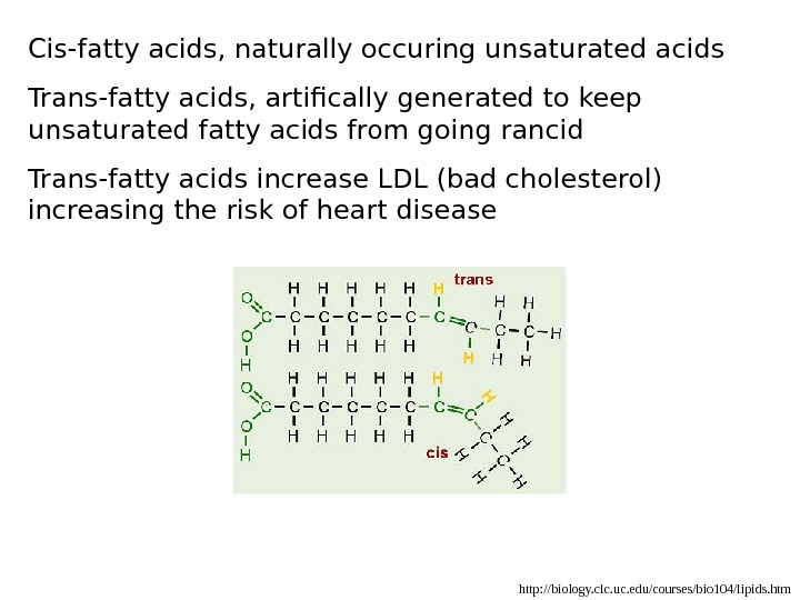   http: //biology. clc. uc. edu/courses/bio 104/lipids. htm. Cis-fatty acids, naturally occuring unsaturated acids Trans-fatty